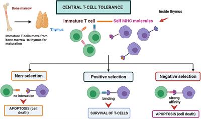 Frontiers | Immune Tolerance Vs. Immune Resistance: The Interaction ...